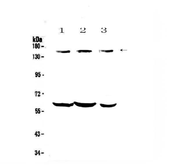 Anti-KCNH1 Antibody Picoband® Boster Bio