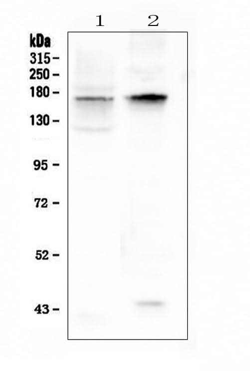 Anti-KCNH1 Antibody Picoband® Boster Bio