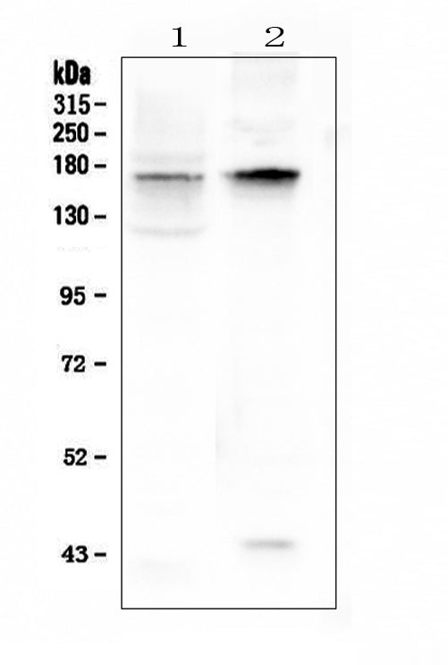 Anti-KCNH1 Antibody Picoband® Boster Bio