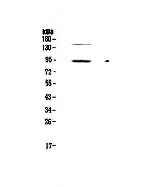 Anti-PDE4D Antibody Picoband® Boster Bio