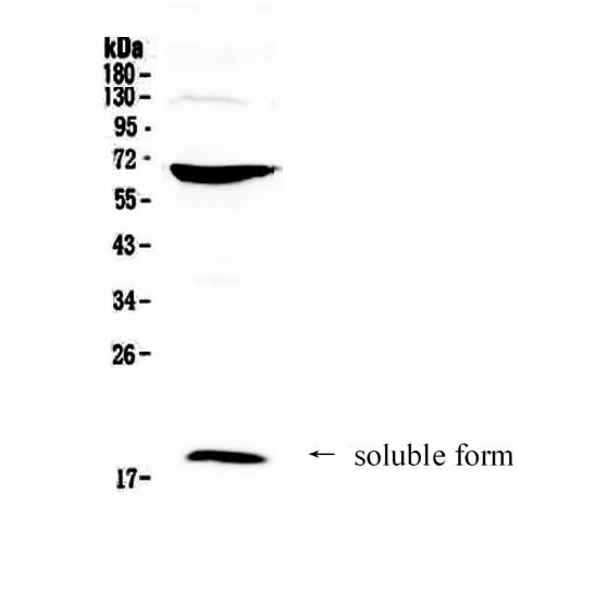 Anti-CD40L/CD40LG Antibody Picoband® Boster Bio