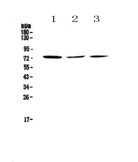 Anti-TORC2/CRTC2 Antibody Picoband® Boster Bio