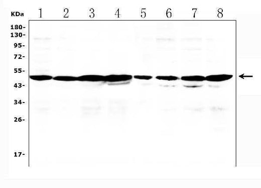 Anti-PXR/NR1I2 Antibody Picoband® Boster Bio