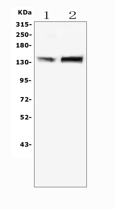Anti-MTR Antibody Picoband® Boster Bio