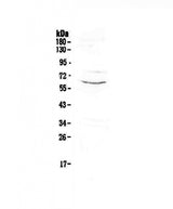 Anti-CD1c Antibody Picoband® Boster Bio