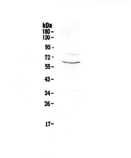 Anti-CD1c Antibody Picoband® Boster Bio