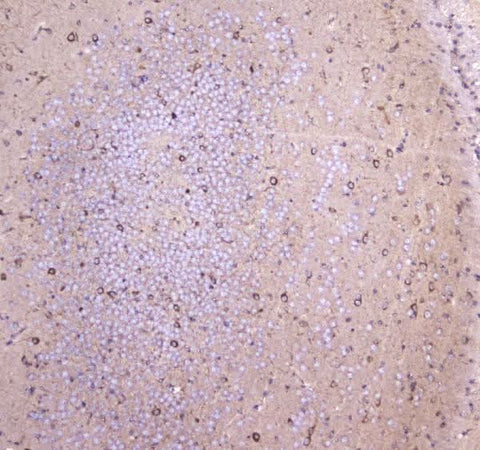 Anti-WWOX Antibody Picoband® Boster Bio