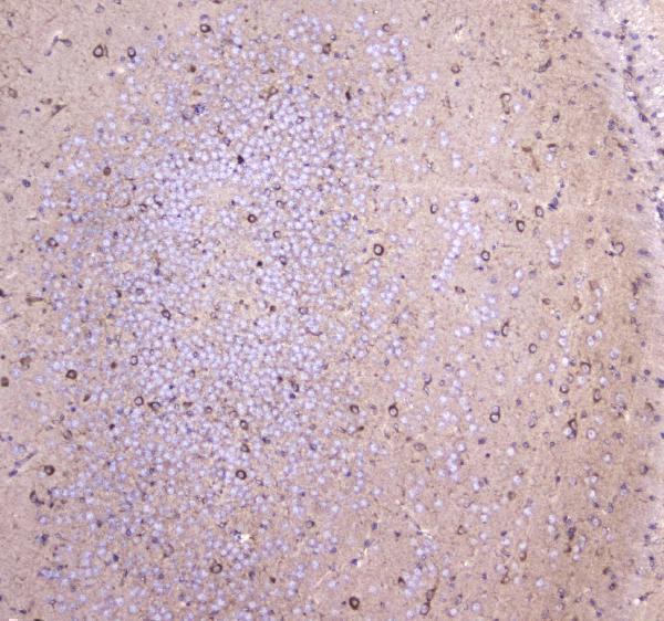 Anti-WWOX Antibody Picoband® Boster Bio