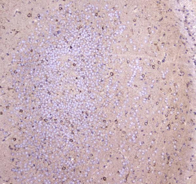 Anti-WWOX Antibody Picoband® Boster Bio