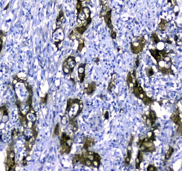 Anti-STUB1 Antibody Picoband® Boster Bio