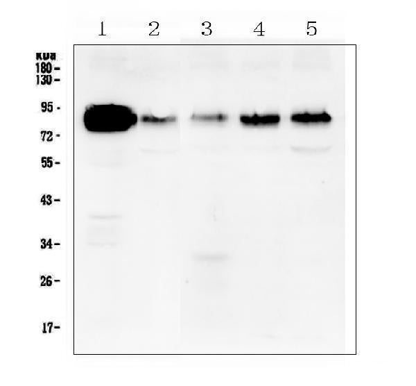 Anti-Cortactin/CTTN Antibody Picoband® Boster Bio