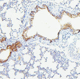 Anti-TIE2/TEK Antibody Picoband® Boster Bio