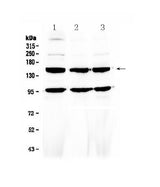 Anti-VEGF Receptor 3/FLT4 Antibody Picoband® Boster Bio