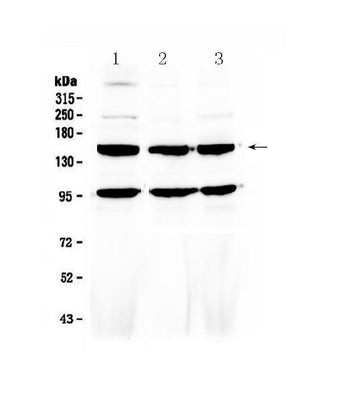 Anti-VEGF Receptor 3/FLT4 Antibody Picoband® Boster Bio