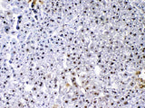 Anti-VEGF Receptor 3/FLT4 Antibody Picoband® Boster Bio