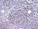 Anti-Retinoid X Receptor alpha/RXRA Antibody Picoband® Boster Bio