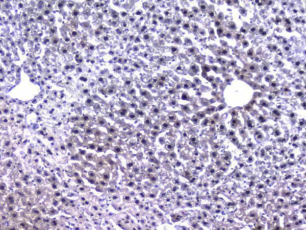 Anti-Retinoid X Receptor alpha/RXRA Antibody Picoband® Boster Bio