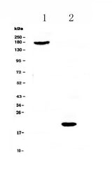 Anti-COL18A1 Antibody Picoband® Boster Bio