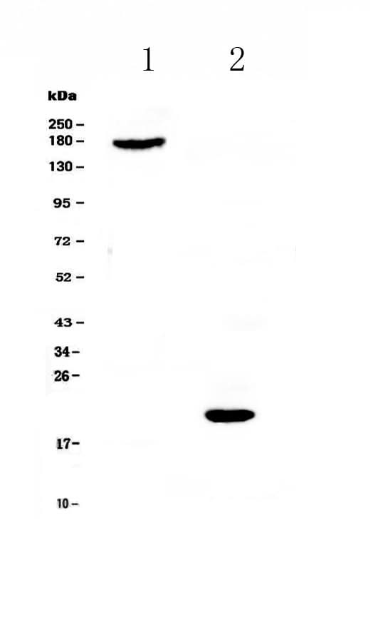 Anti-COL18A1 Antibody Picoband® Boster Bio