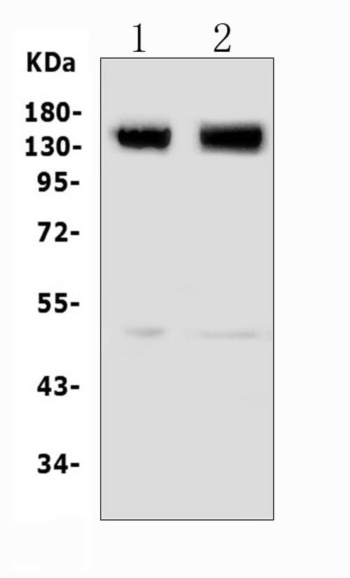 Anti-Metabotropic Glutamate Receptor 5/GRM5 Antibody Picoband® Boster Bio