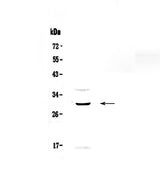 Anti-GPCR GPR40/FFAR1 Antibody Picoband® Boster Bio