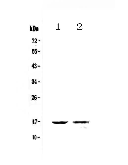 Anti-Galectin 10/CLC Antibody Picoband® Boster Bio