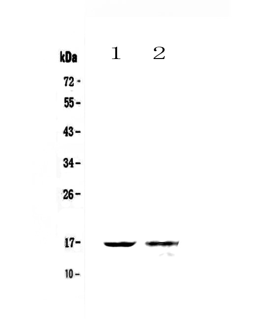 Anti-Galectin 10/CLC Antibody Picoband® Boster Bio