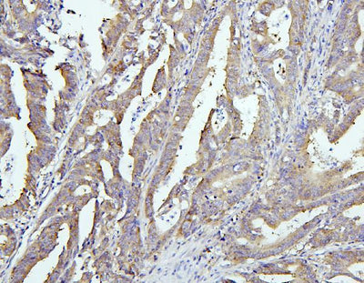 Anti-EIF4G1 Antibody Picoband® Boster Bio