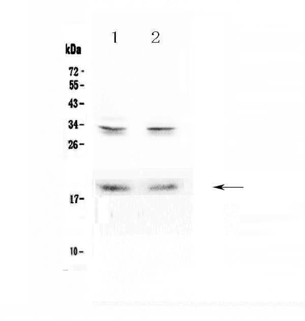 Anti-Pleiotrophin/PTN Antibody Picoband® Boster Bio