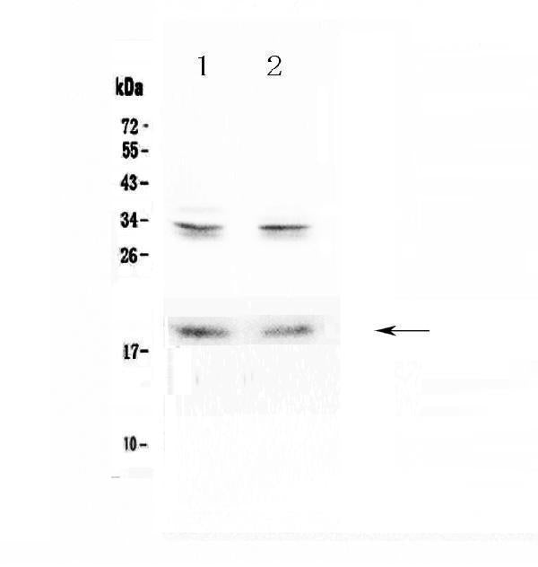 Anti-Pleiotrophin/PTN Antibody Picoband® Boster Bio