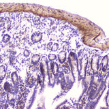 Anti-IGFBP2 Antibody Picoband® Boster Bio