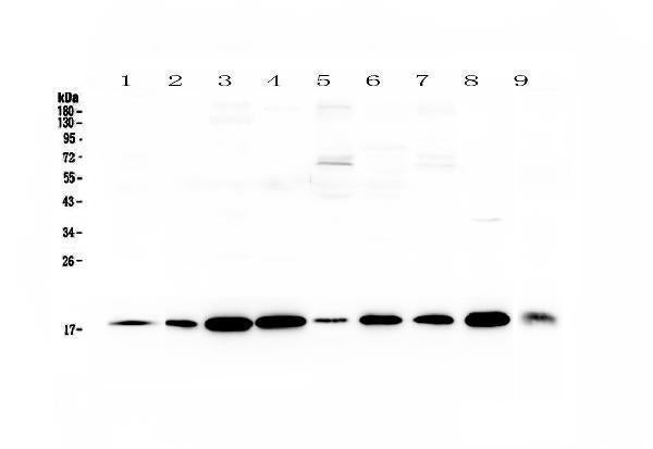 Anti-LIF Antibody Picoband® Boster Bio