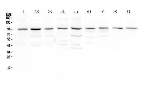 Anti-RALBP1 Antibody Picoband® Boster Bio
