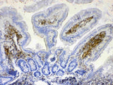 Anti-Lyn Antibody Picoband® Boster Bio
