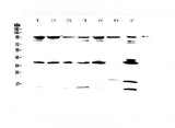 Anti-FES Antibody Picoband® Boster Bio