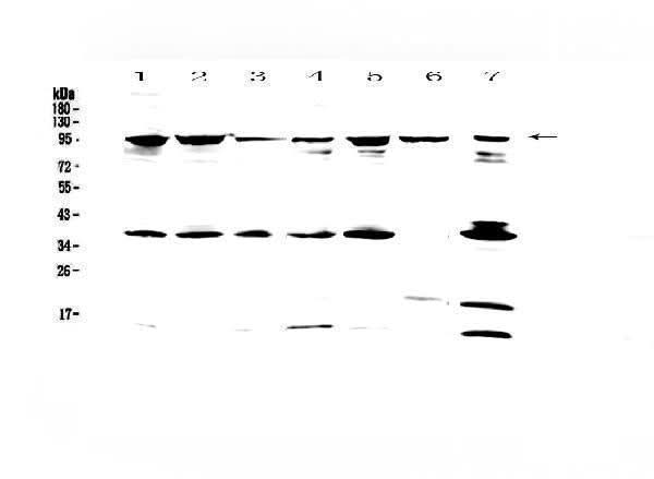 Anti-FES Antibody Picoband® Boster Bio