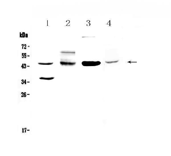 Anti-CD200/OX2 Antibody Picoband® Boster Bio