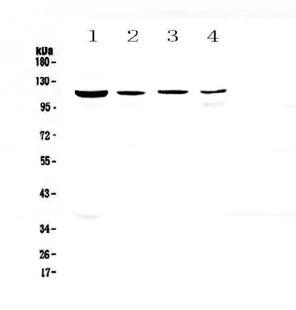 Anti-RPGR Antibody Picoband® Boster Bio