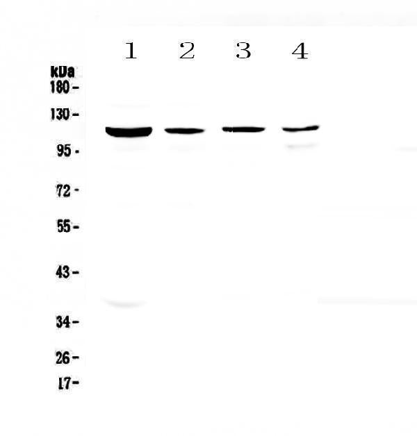 Anti-RPGR Antibody Picoband® Boster Bio