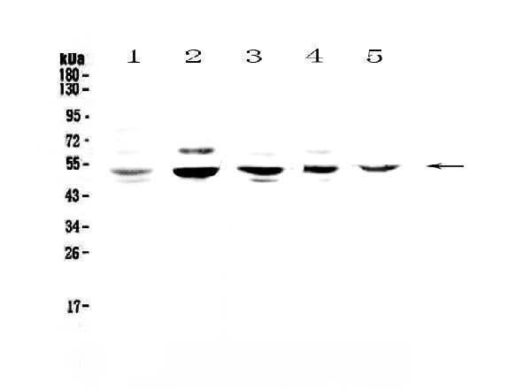 Anti-NFIB/NF1B2 Antibody Picoband® Boster Bio
