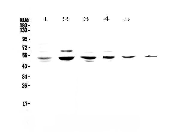 Anti-NFIB/NF1B2 Antibody Picoband® Boster Bio