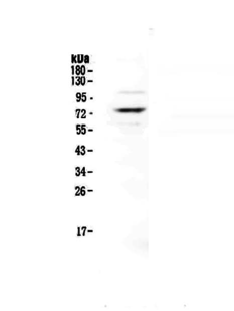 Anti-Protein S/PROS1 Antibody Picoband® Boster Bio