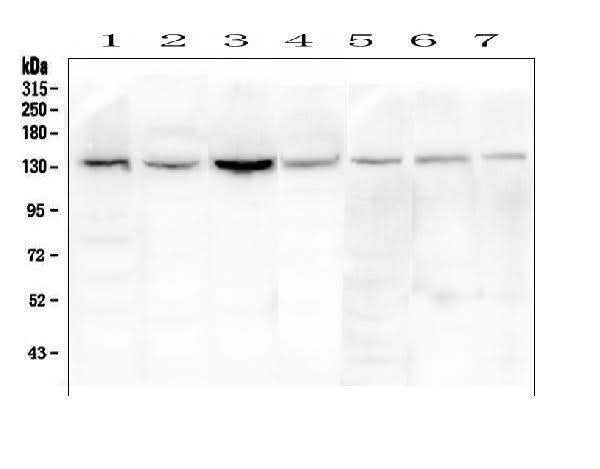 Anti-eNOS/NOS3 Antibody Picoband® Boster Bio