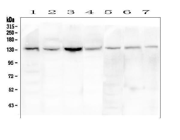 Anti-eNOS/NOS3 Antibody Picoband® Boster Bio