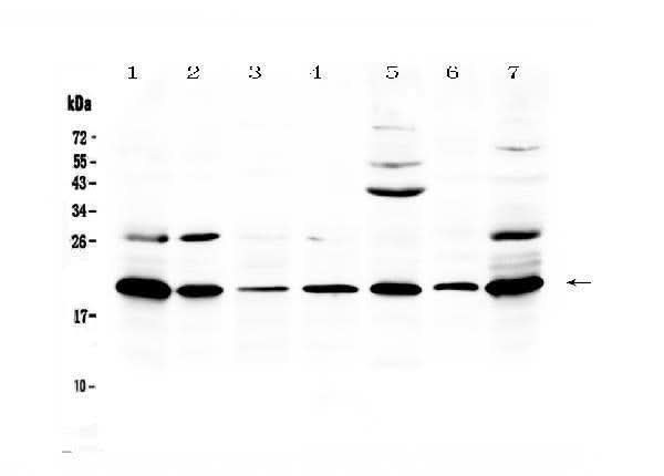 Anti-Macrophage Inflammatory Protein 3 beta/Ccl19 Antibody Picoband® Boster Bio