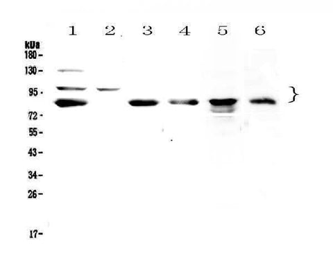 Anti-TPX2 Antibody Picoband® Boster Bio