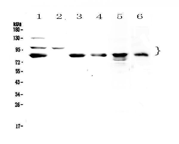 Anti-TPX2 Antibody Picoband® Boster Bio