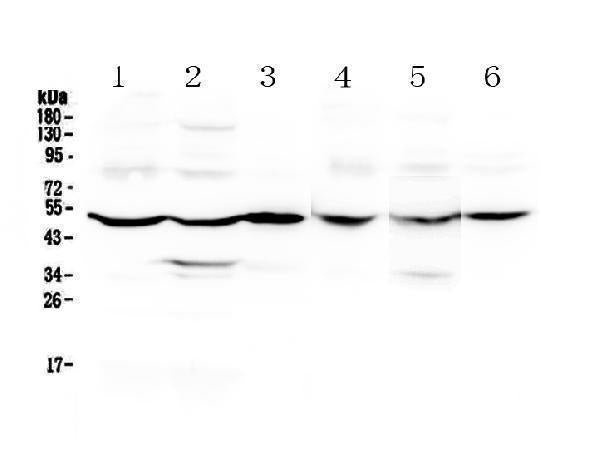 Anti-GDA Antibody Picoband® Boster Bio