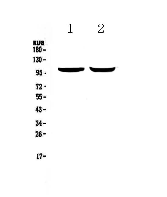 Anti-Dynamin 2/DNM2 Antibody Picoband® Boster Bio