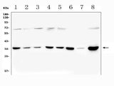 Anti-PITX2/RGS Antibody Picoband® Boster Bio